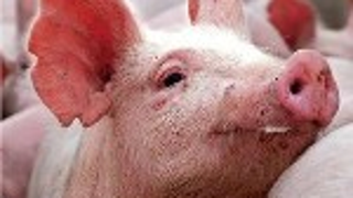 Pig Face